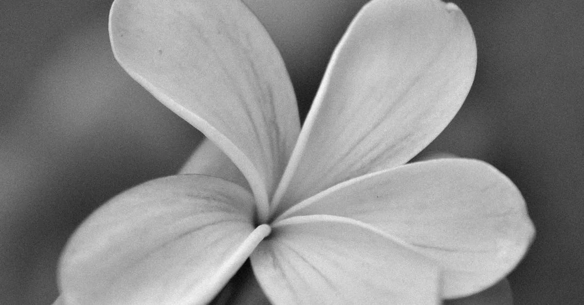 le nœud de taquet (clove hitch) est un nœud d'amarrage simple et rapide, idéal pour fixer une corde à un objet cylindrique comme un poteau ou un pieu.