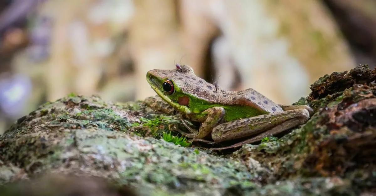 découvrez notre frog stand, un support innovant et pratique pour stabiliser vos équipements et faciliter vos activités. idéal pour les amateurs de plein air et les professionnels.