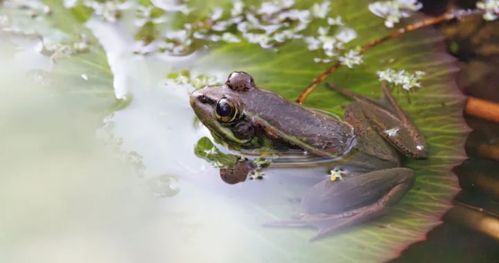 découvrez le frog stand, une posture d'équilibre impressionnante en yoga et gymnastique qui développe la force et la concentration.