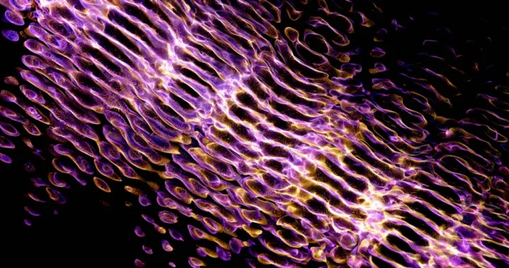 découvrez tout sur la fibrine, une protéine essentielle à la coagulation du sang, son rôle dans la cicatrisation et les applications médicales.