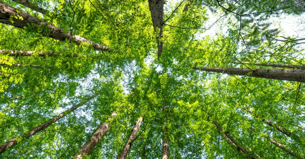 découvrez les réglementations environnementales essentielles pour protéger la nature et assurer un développement durable. comprenez les lois et normes en vigueur.