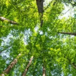 découvrez les réglementations environnementales essentielles pour protéger la nature et assurer un développement durable. comprenez les lois et normes en vigueur.