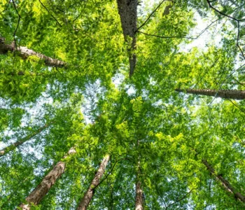 découvrez les réglementations environnementales essentielles pour protéger la nature et assurer un développement durable. comprenez les lois et normes en vigueur.