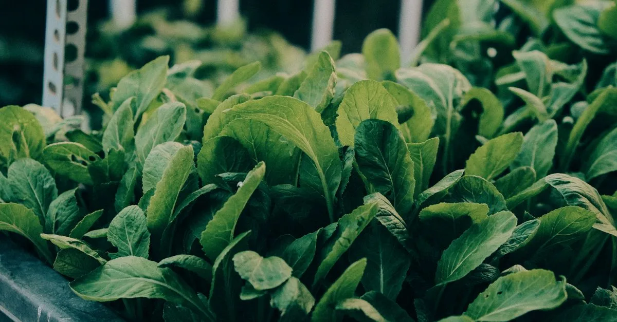 découvrez l'aquaponie, une méthode durable combinant aquaculture et hydroponie pour cultiver des plantes et élever des poissons de manière écologique.