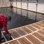 découvrez l'aquaponie, une méthode écologique combinant aquaculture et culture hydroponique pour produire des plantes et des poissons de manière durable et respectueuse de l'environnement.