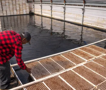 découvrez l'aquaponie, une méthode écologique combinant aquaculture et culture hydroponique pour produire des plantes et des poissons de manière durable et respectueuse de l'environnement.