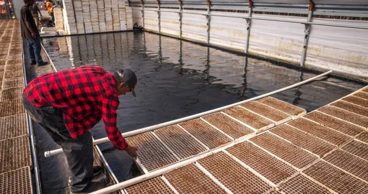 découvrez l'aquaponie, une méthode écologique combinant aquaculture et culture hydroponique pour produire des plantes et des poissons de manière durable et respectueuse de l'environnement.