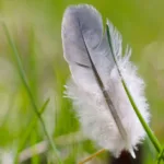 découvrez webfeather, votre solution moderne et légère pour un développement web rapide et performant. simplifiez la création de sites avec des outils innovants et efficaces.