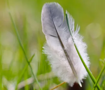 découvrez webfeather, votre solution moderne et légère pour un développement web rapide et performant. simplifiez la création de sites avec des outils innovants et efficaces.
