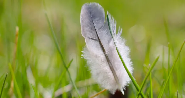 découvrez webfeather, votre solution moderne et légère pour un développement web rapide et performant. simplifiez la création de sites avec des outils innovants et efficaces.