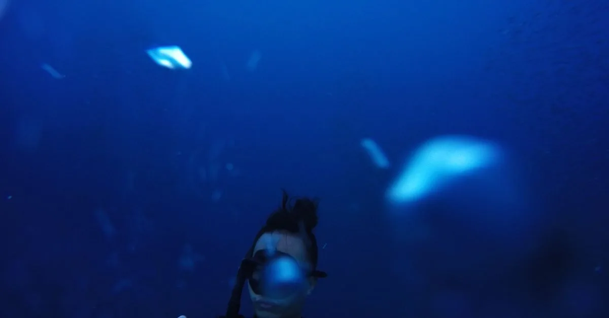 découvrez l'univers passionnant de la plongée sous-marine : explorez les fonds marins, admirez la faune et la flore aquatiques, et vivez des aventures inoubliables sous l'eau.