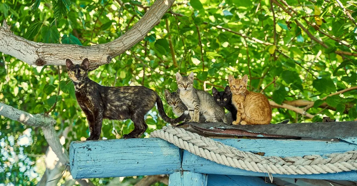 découvrez comment favoriser la coexistence harmonieuse entre chats et autres animaux, avec des conseils pratiques pour une vie paisible et équilibrée.