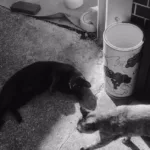 découvrez des conseils et astuces pour une coexistence harmonieuse avec votre chat, favorisant bien-être et complicité au quotidien.