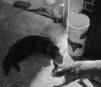découvrez des conseils et astuces pour une coexistence harmonieuse avec votre chat, favorisant bien-être et complicité au quotidien.
