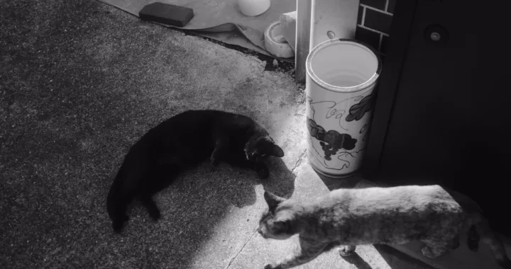 découvrez des conseils et astuces pour une coexistence harmonieuse avec votre chat, favorisant bien-être et complicité au quotidien.