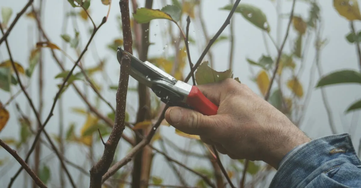 découvrez nos conseils et techniques pour une taille efficace des arbres et arbustes, afin de favoriser leur croissance et leur santé.