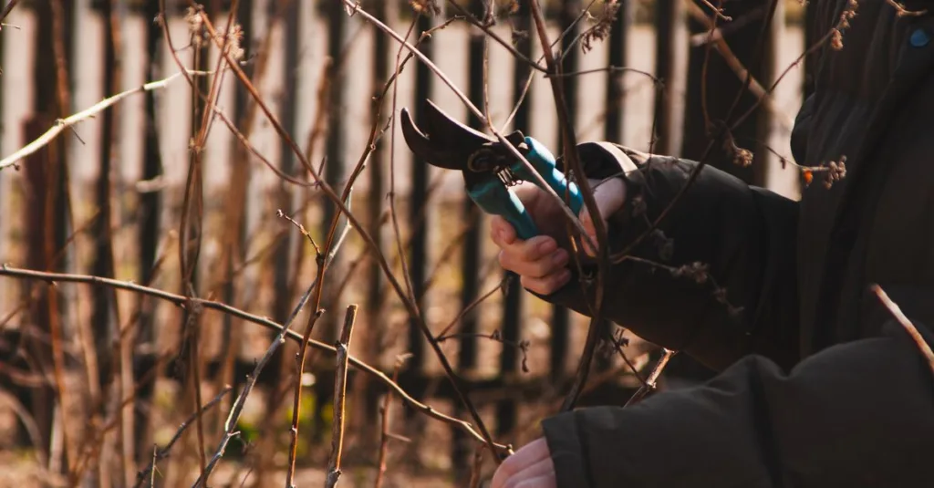 découvrez les meilleures techniques d'élagage pour entretenir vos arbres et arbustes, favoriser leur croissance et améliorer la santé de votre jardin.