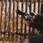 découvrez les meilleures techniques d'élagage pour entretenir vos arbres et arbustes, favoriser leur croissance et améliorer la santé de votre jardin.