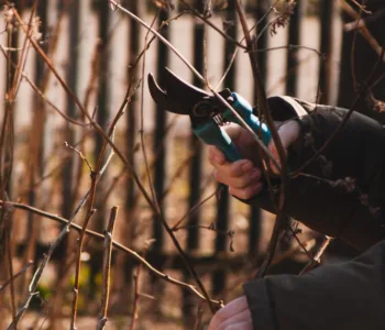 découvrez les meilleures techniques d'élagage pour entretenir vos arbres et arbustes, favoriser leur croissance et améliorer la santé de votre jardin.