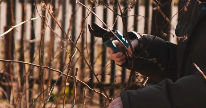 découvrez les meilleures techniques d'élagage pour entretenir vos arbres et arbustes, favoriser leur croissance et améliorer la santé de votre jardin.